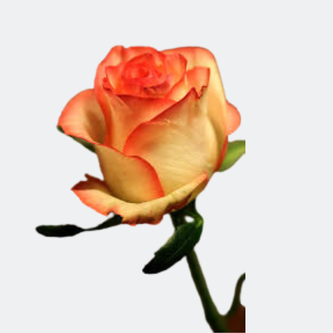 Confetti Roses – Fresh Premium Blooms