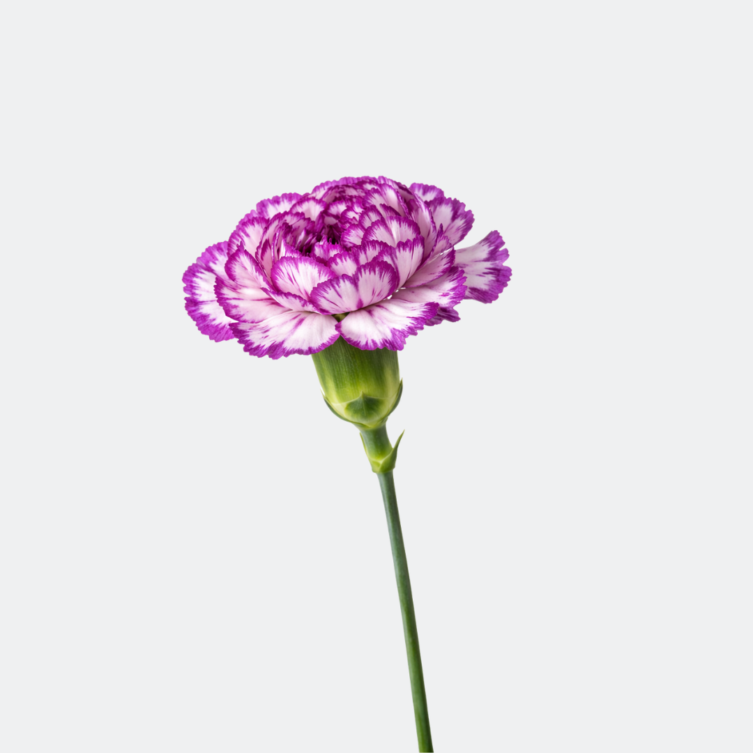 Dual Color Carnations – Fresh Premium Blooms