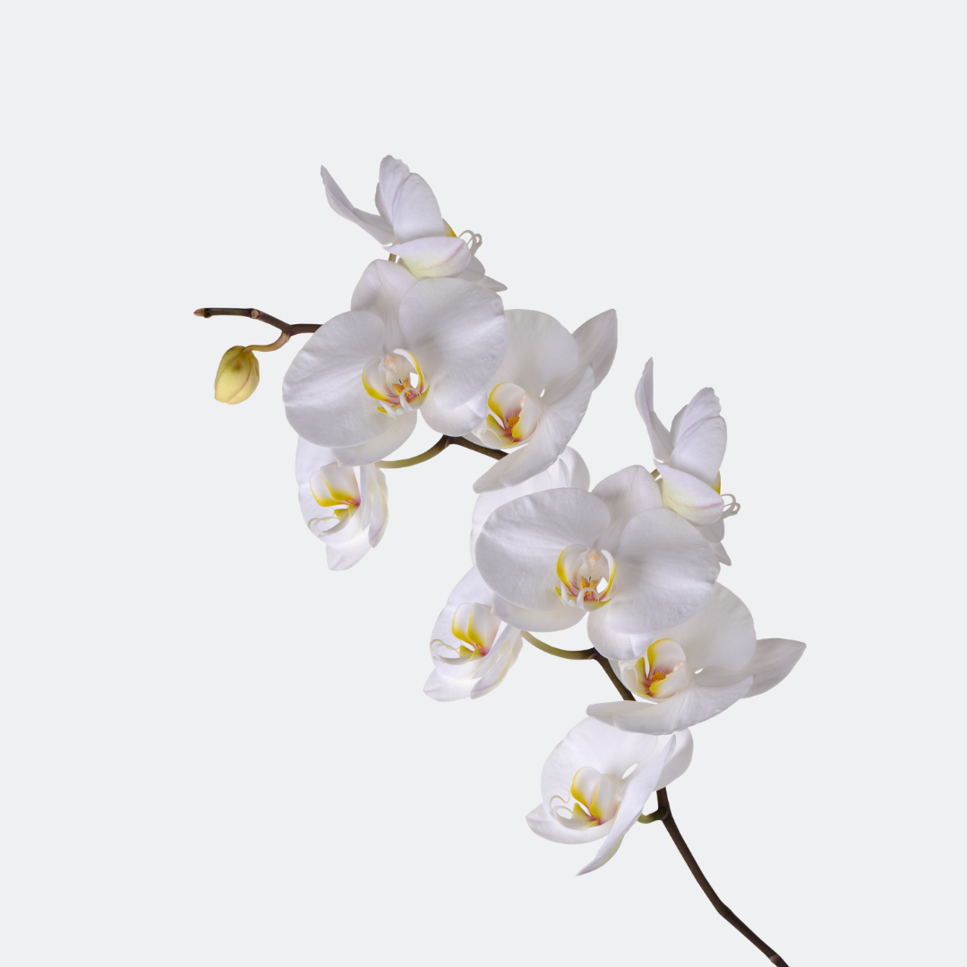 White Orchids & Glads – Fresh Premium Blooms