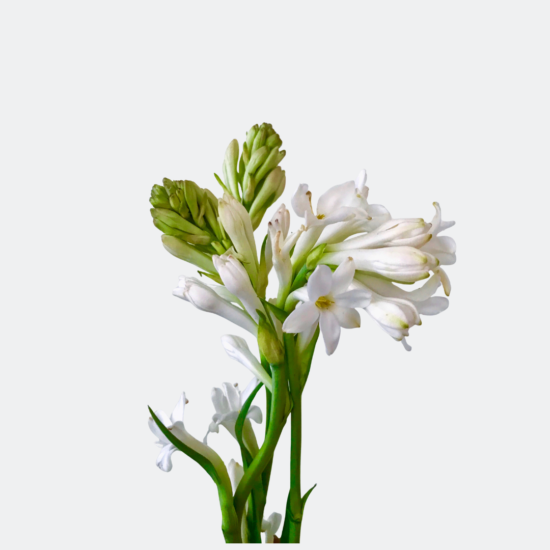 Tuberose Stems – Fresh White