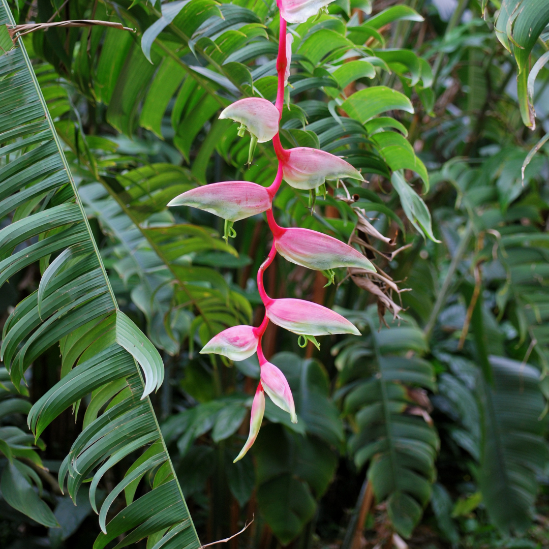 Sexy Pink Tropical Exotic Single Stem Flower