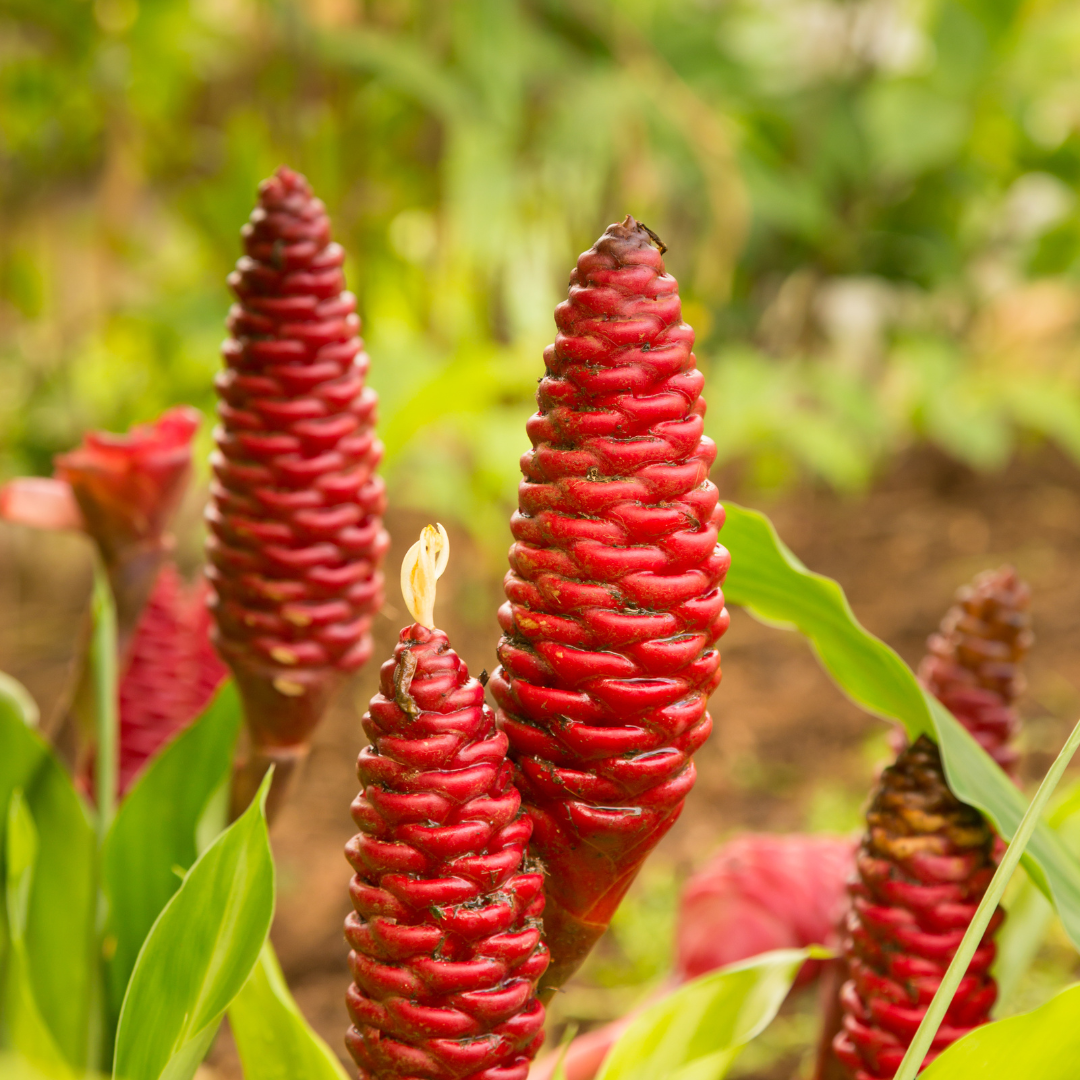 Shampoo Ginger Tropical Exotic Single Flower Stem