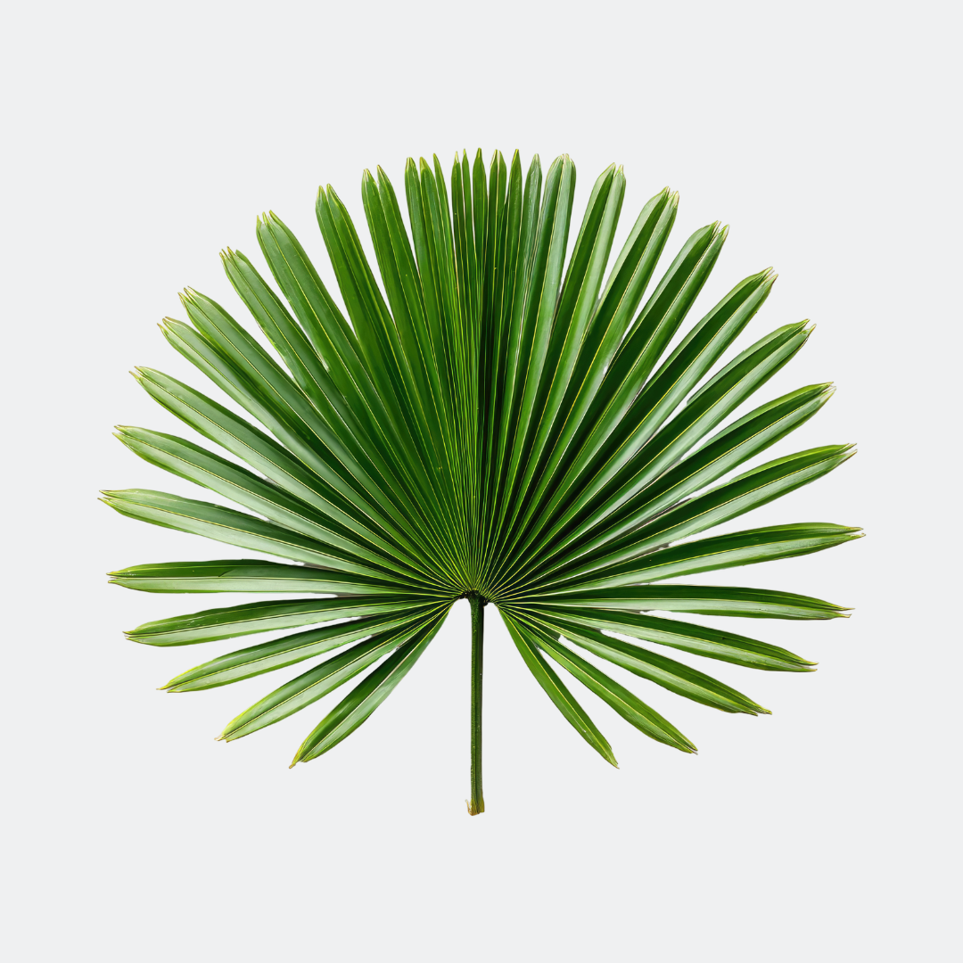Fan Palm Green Exotic Foliage – Fresh Decorative Leaf Stem