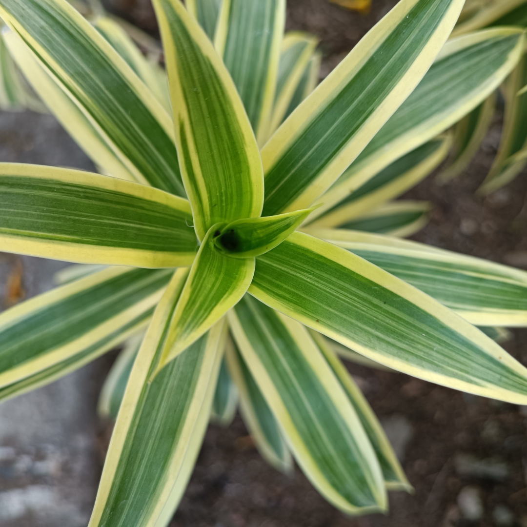 Song of India Green Exotic Foliage Single Stem