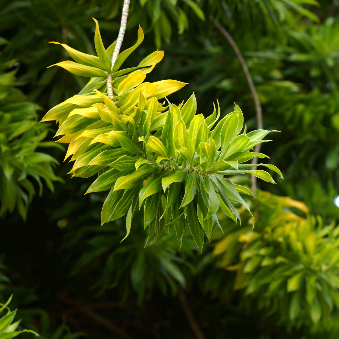 Song of Jamaica Green Exotic Foliage Single Stem