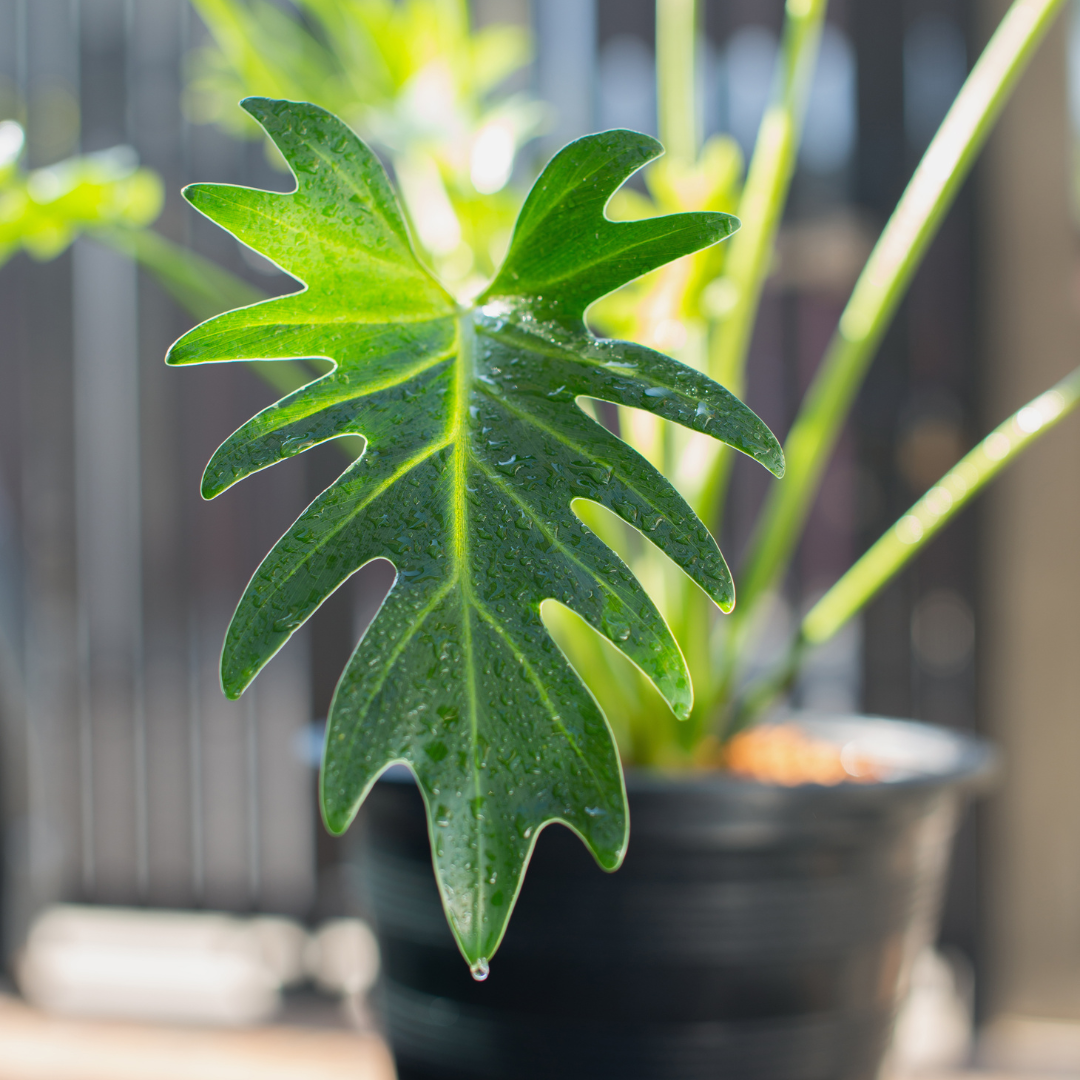 Xenado Green Exotic Foliage Single Stem