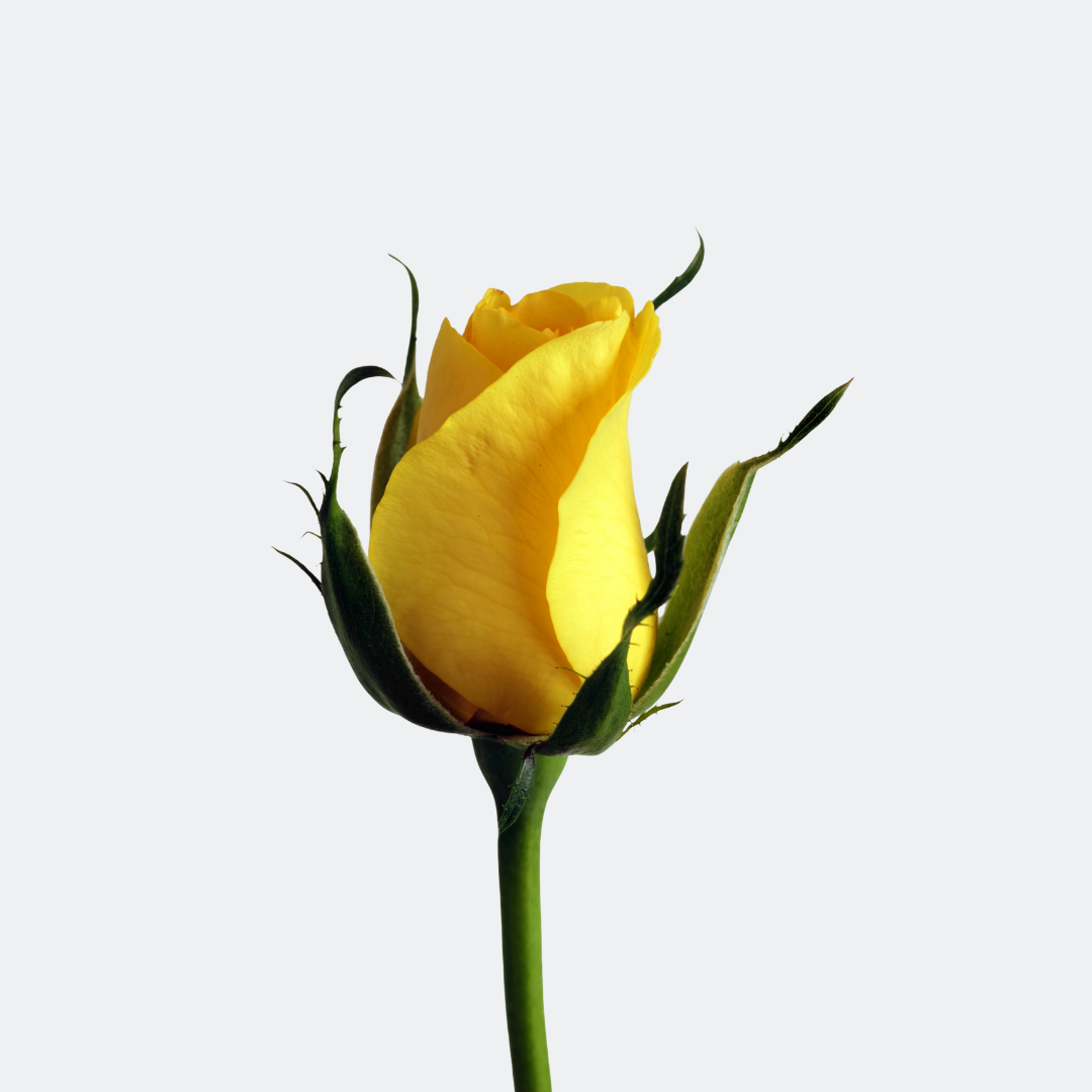 Yellow Roses – Fresh Premium Blooms