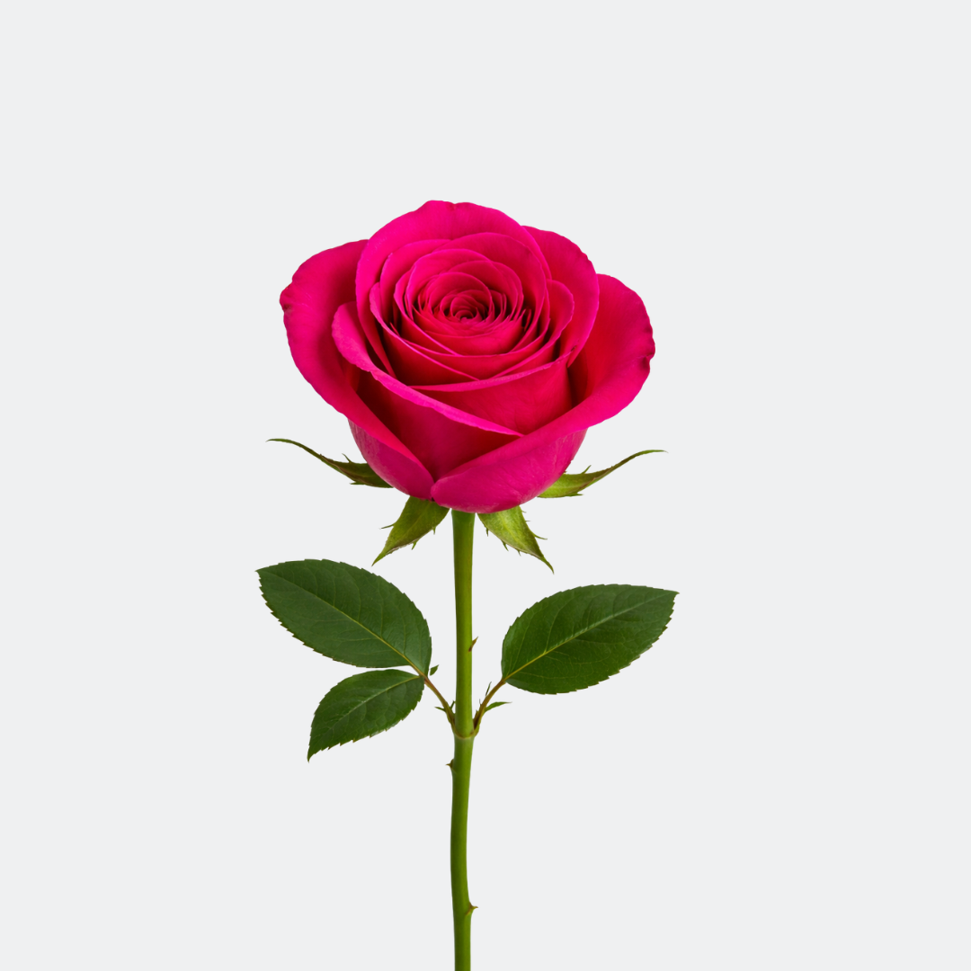 Dark Pink Roses – Fresh Premium Blooms