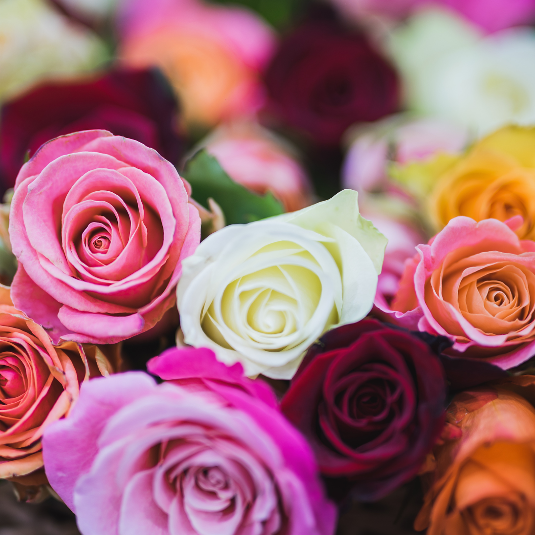 roses