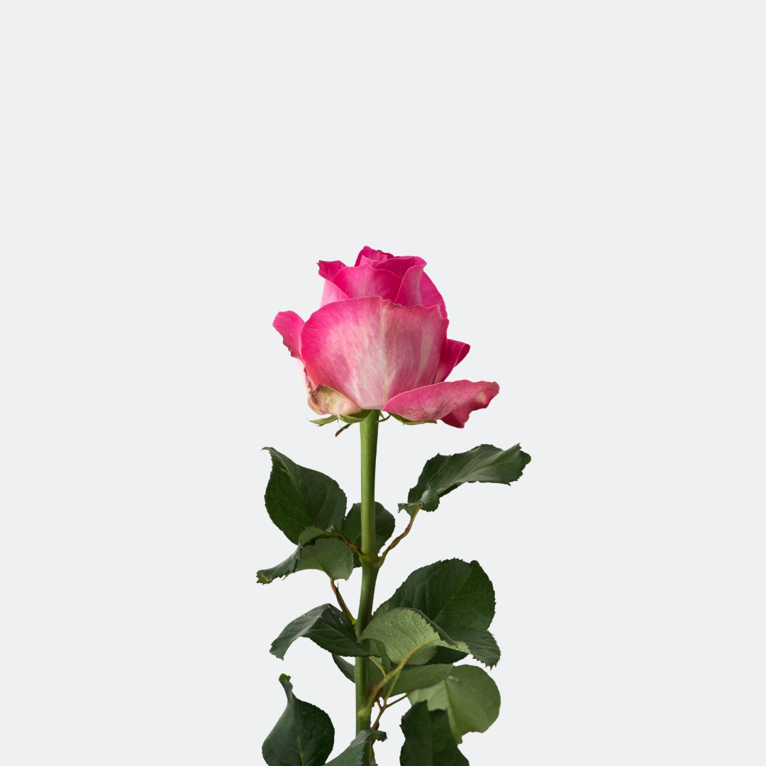 Saveran Pink Roses – Fresh Premium Blooms