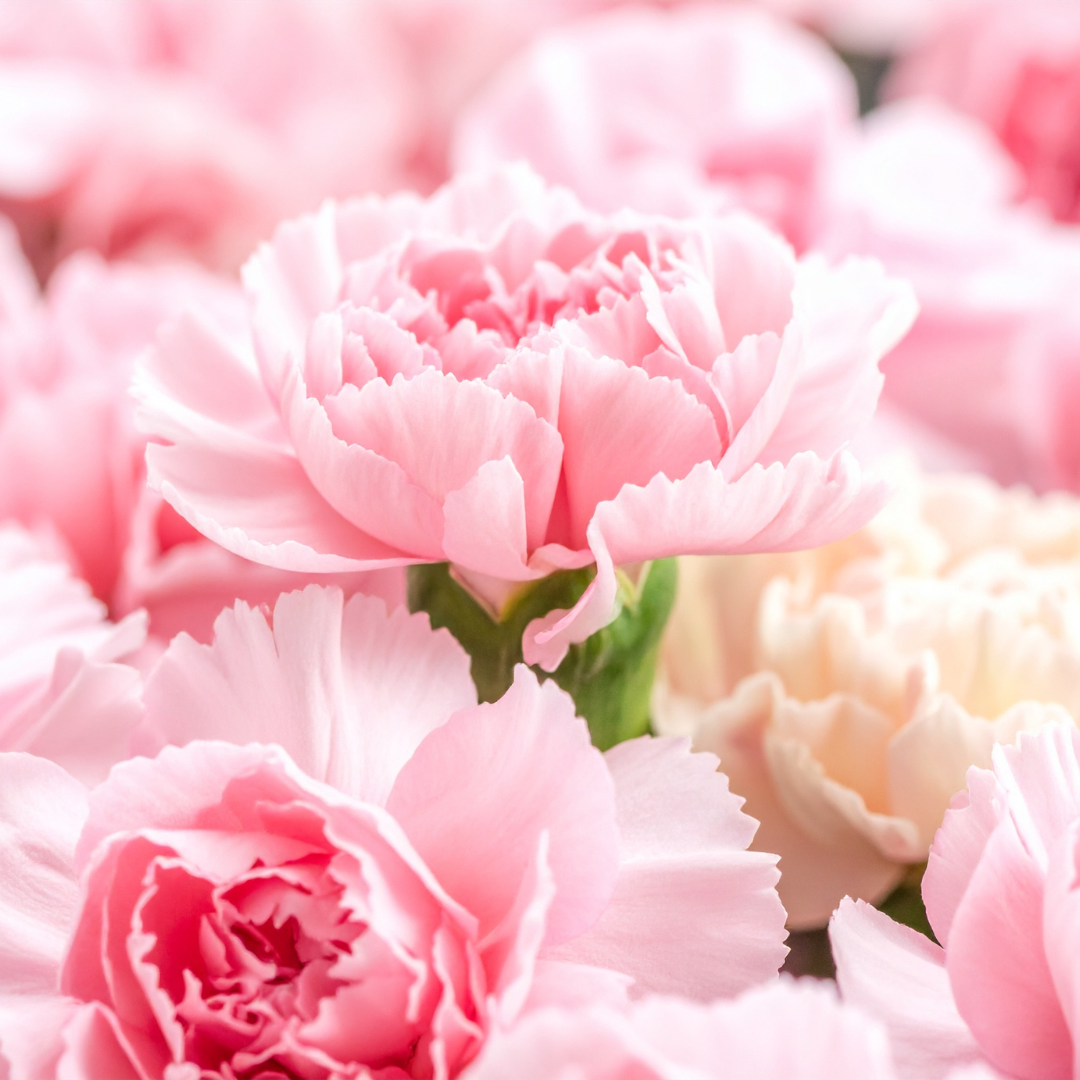 carnations