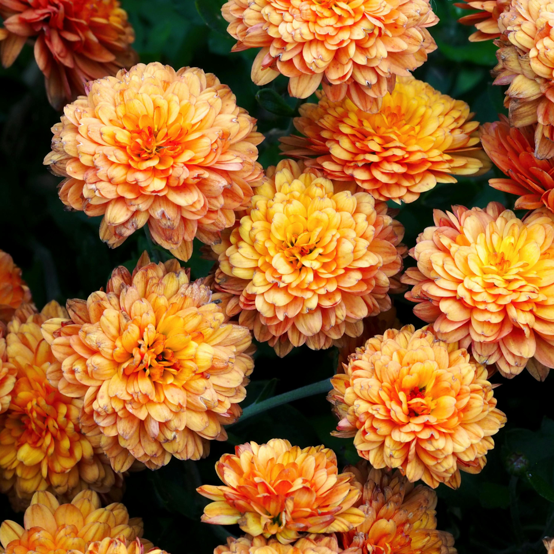 chrysanthemum-calimaro