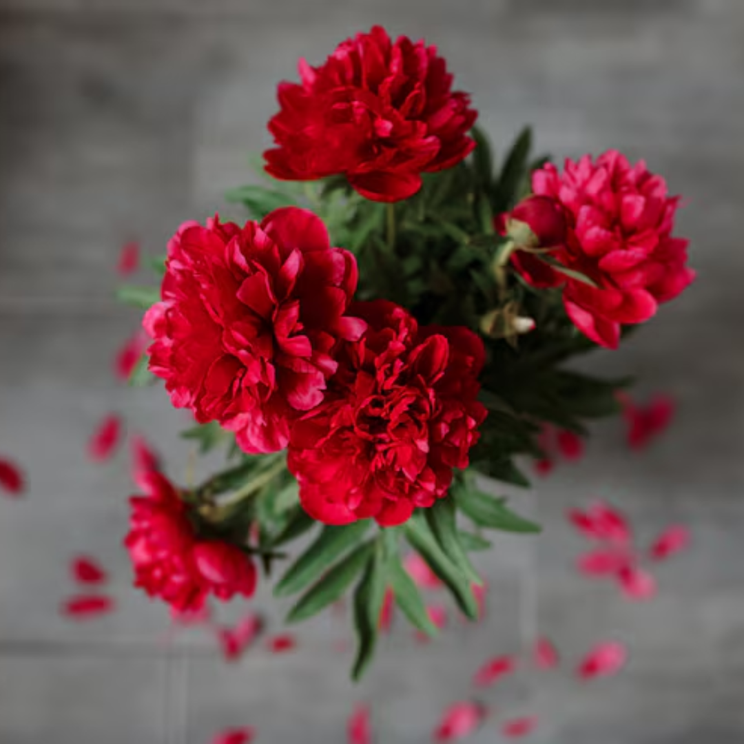 spray-carnation