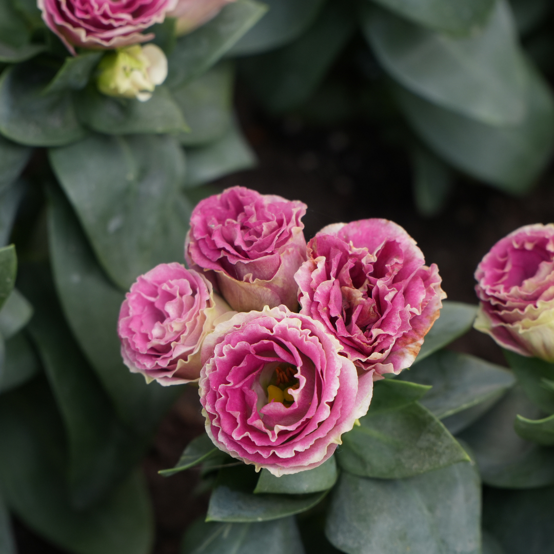 eustoma-lisianthus