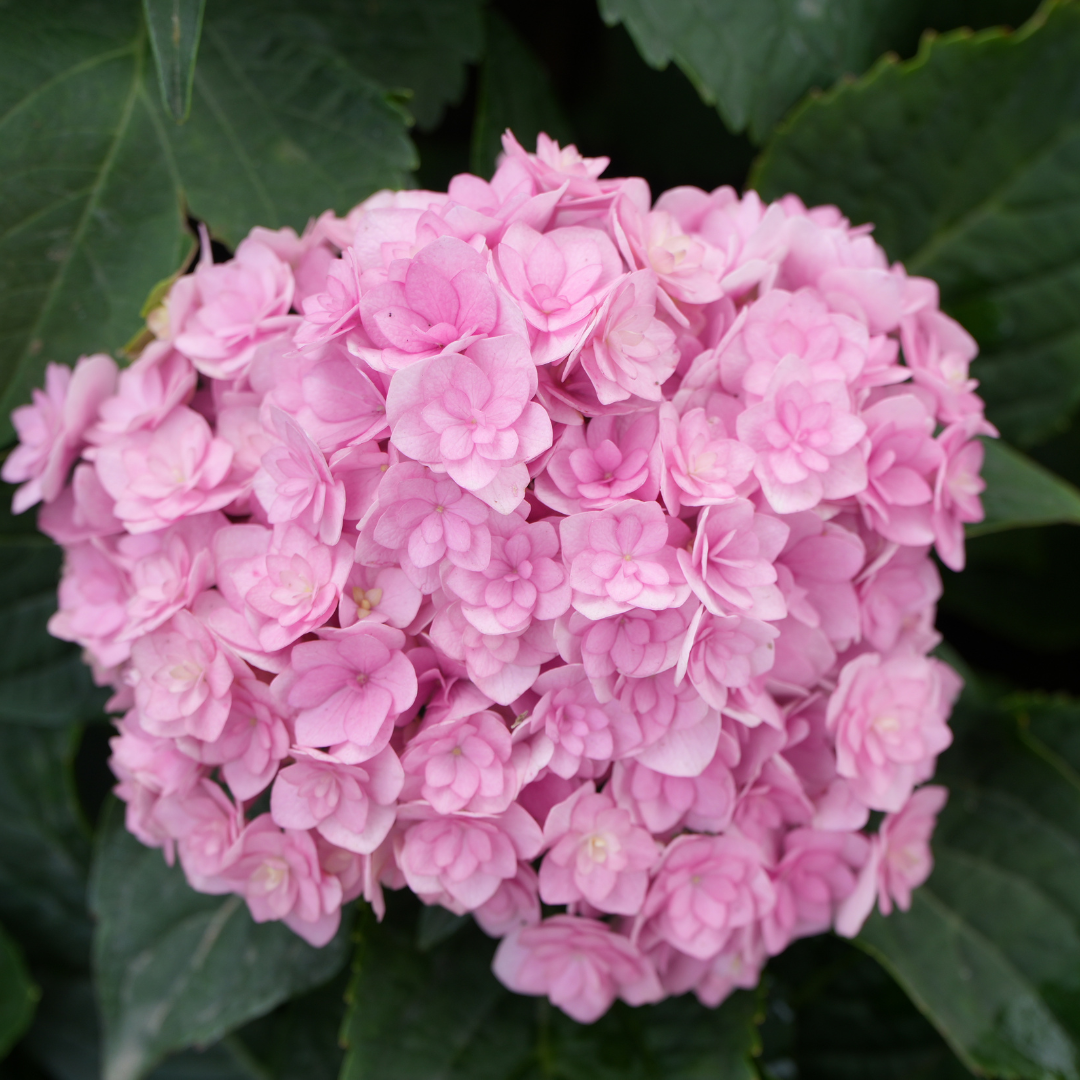 delphinium-hydrangea